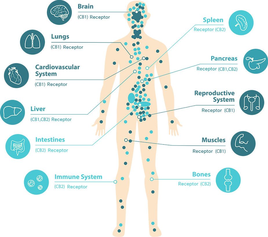 graphic of human body and break down of CBD affects on different body parts