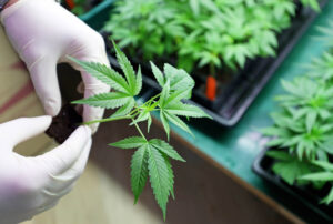 From Counterculture to the Cannabis Dispensary