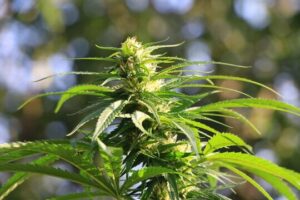 Jack Herer strain cannabis