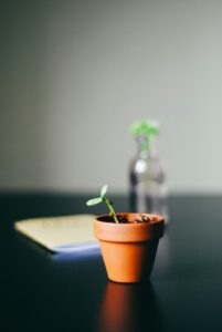 Image of a pot with a single plant growing on a desk, indicating someone growing marijuana. Contact City Leaves today for more information (609) 288-8574.