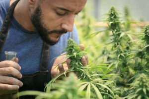 How to Choose the Best Cannabis for Anxiety in New Jersey: A Patient’s Guide