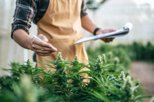 What Are Terpenes in Weed? A Beginner's Guide for Egg Harbor Township, NJ